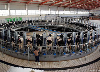 Automatic turntable type occupying milking table based on RFID technology