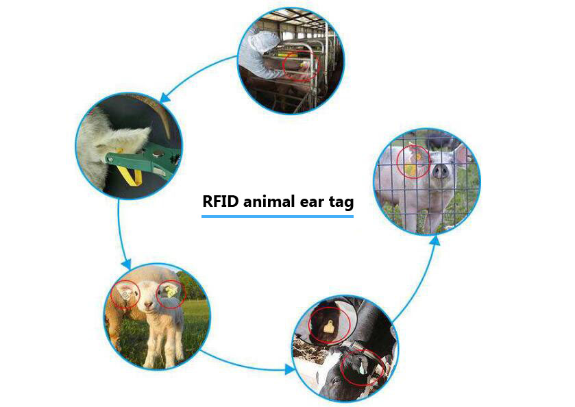 RFID technology animal husbandry management provides a scientific management model